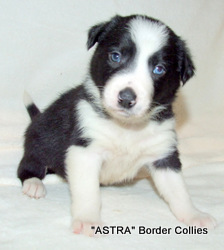 Black and white MALE border collie puppy